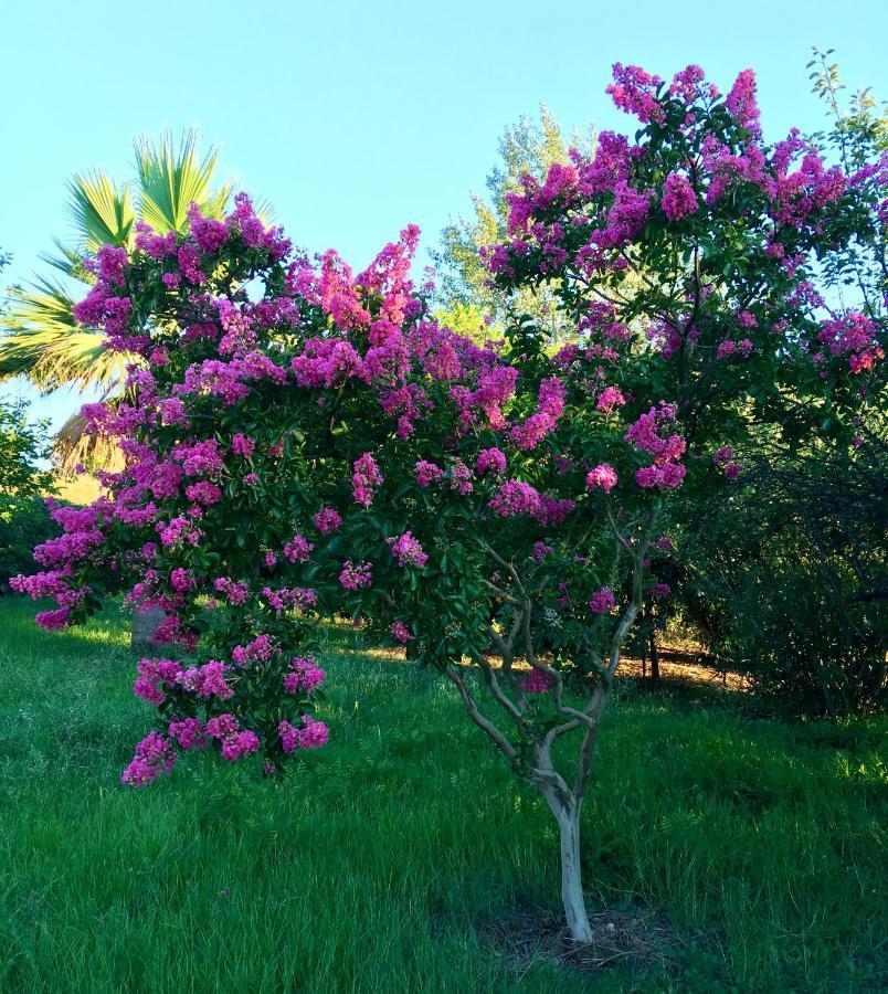 Villa Eutuxia House Corfu  Esterno foto
